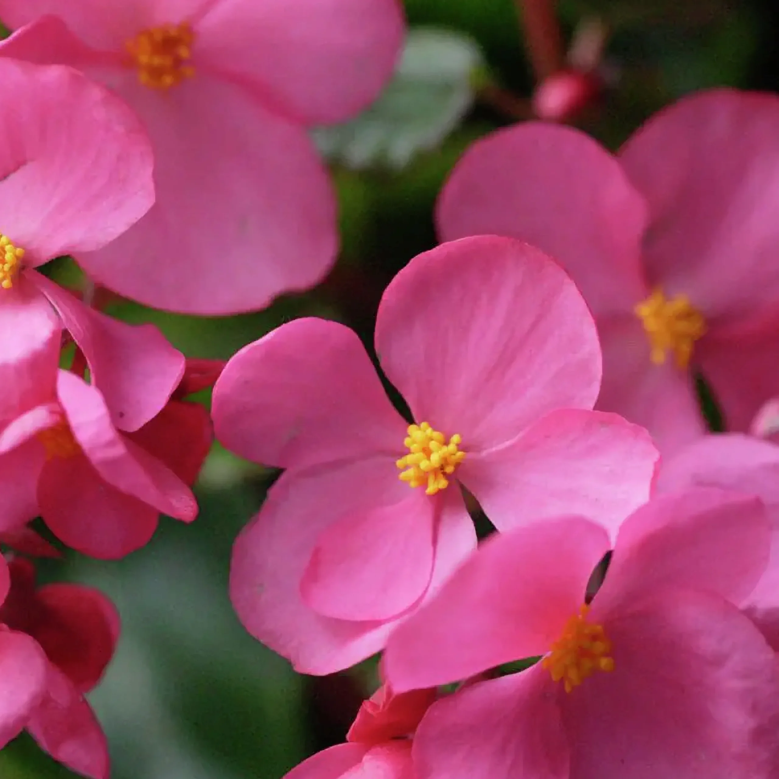 Blomjord Hasselfors 40L>Hasselfors Garden Clearance