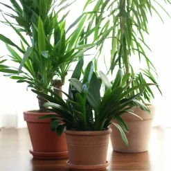 Blomjord med Lecakulor Hasselfors 15L>Hasselfors Garden