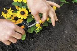 Blomsax SP14 Solid Snip><noscript><img width=