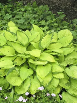 Blomsterfunkia 'Gold Standard'>Omnia garden Clearance