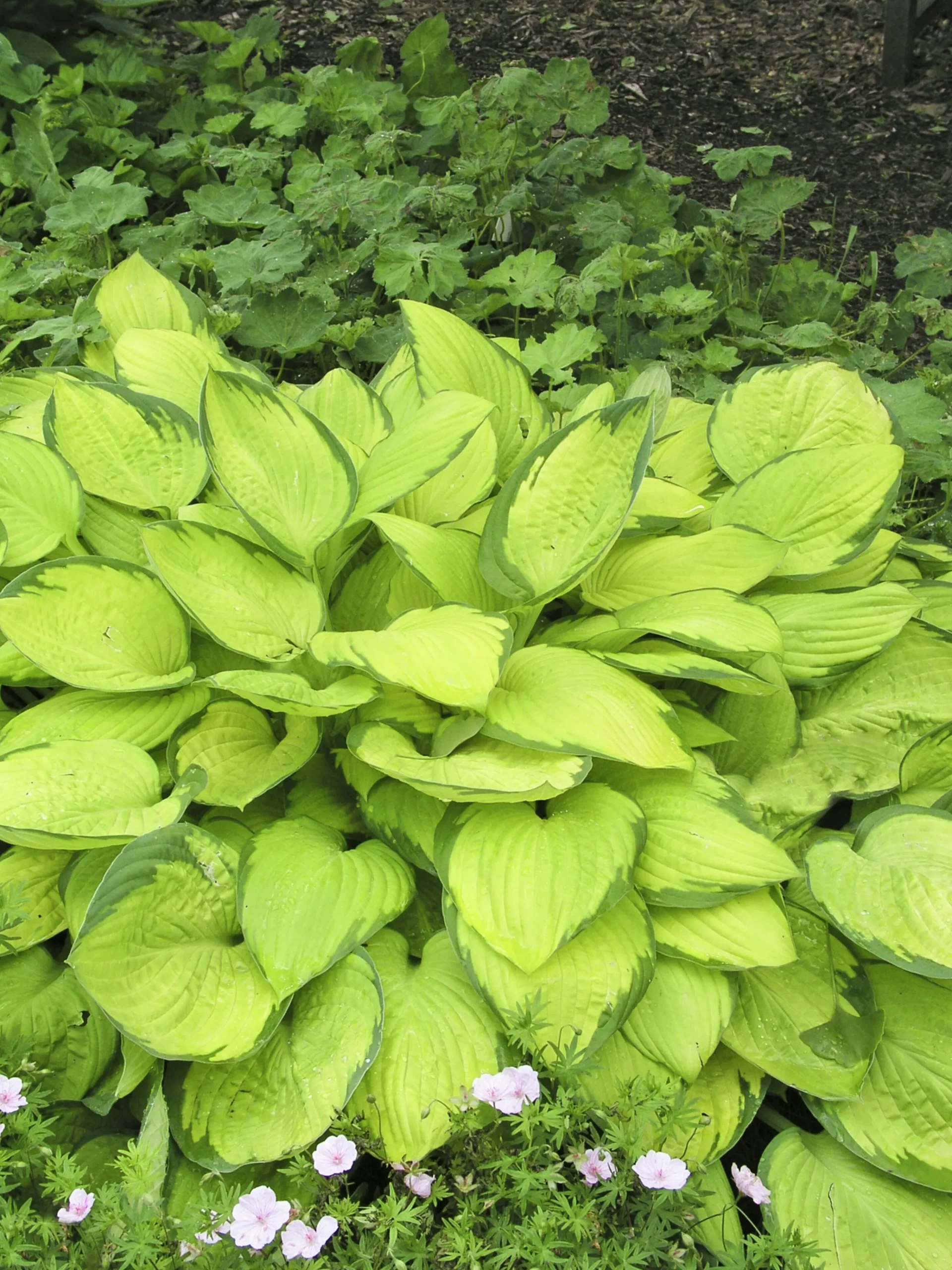 Blomsterfunkia 'Gold Standard'>Omnia garden Clearance