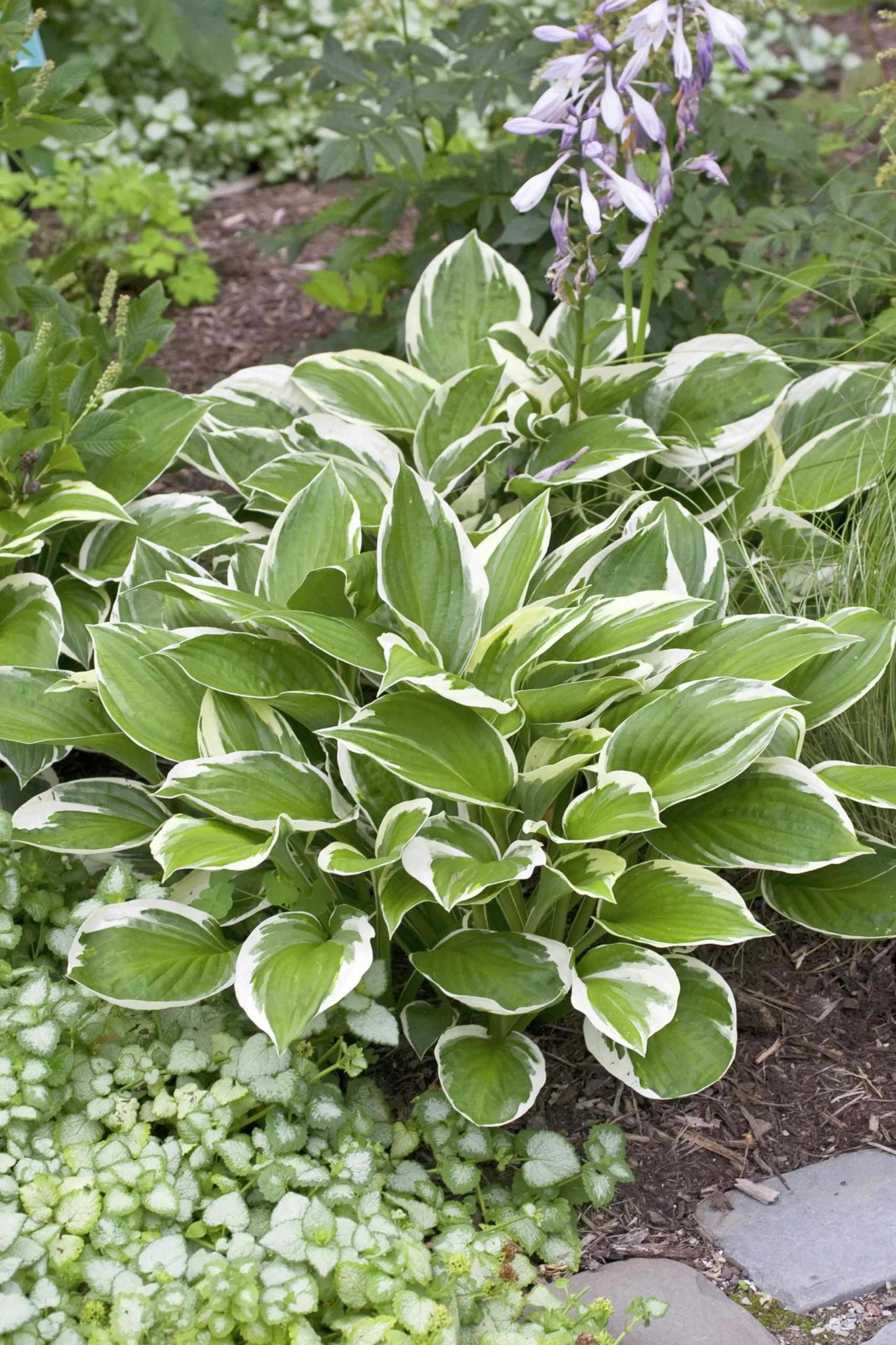 Blomsterfunkia 'Patriot'>Omnia garden Online