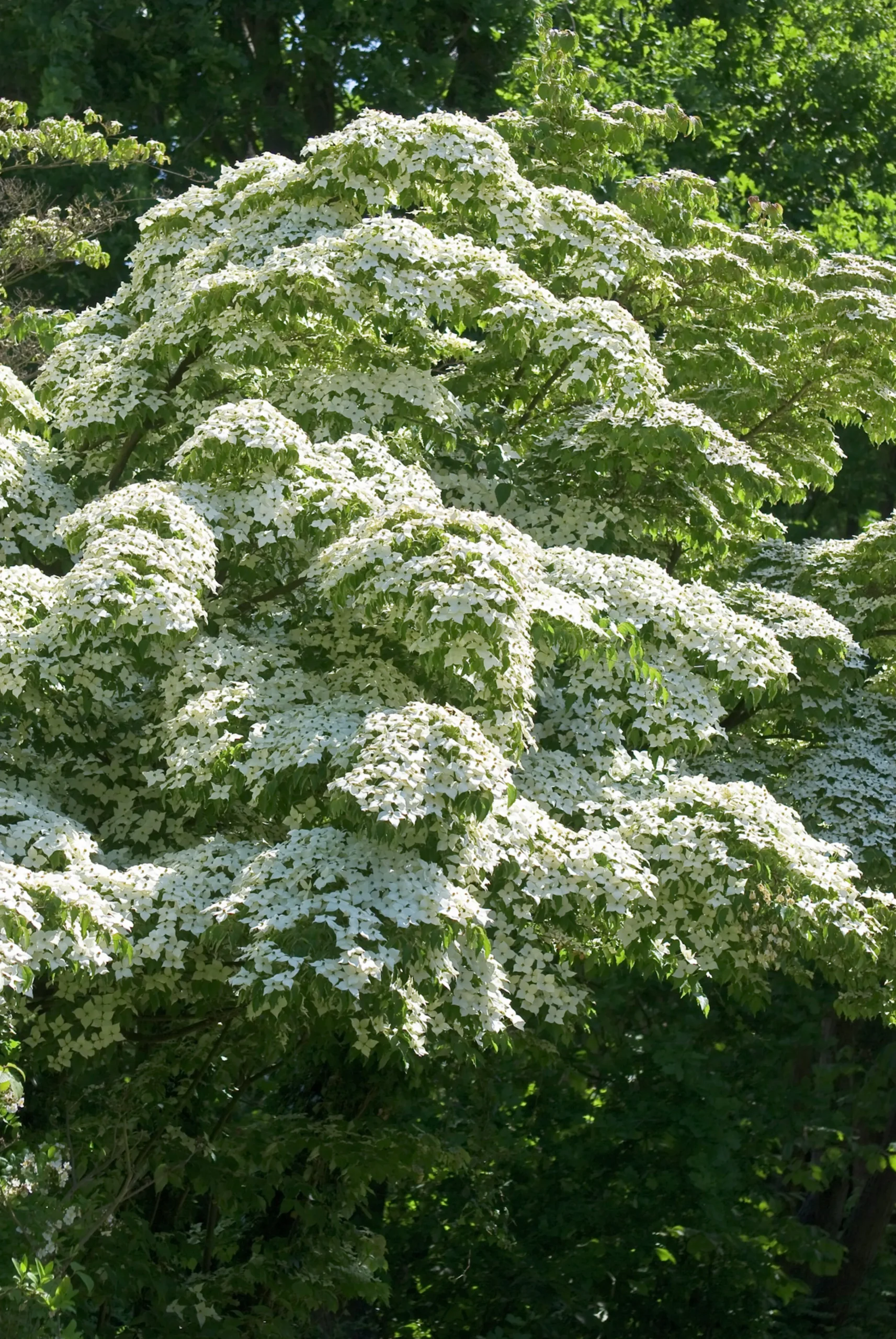 Blomsterkornell Koreansk Krukodlad>Omnia garden Outlet