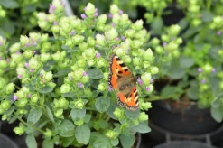 Blomsteroregano Deco 'Pink Purple' i 12cm kruka>Mäster Grön Online