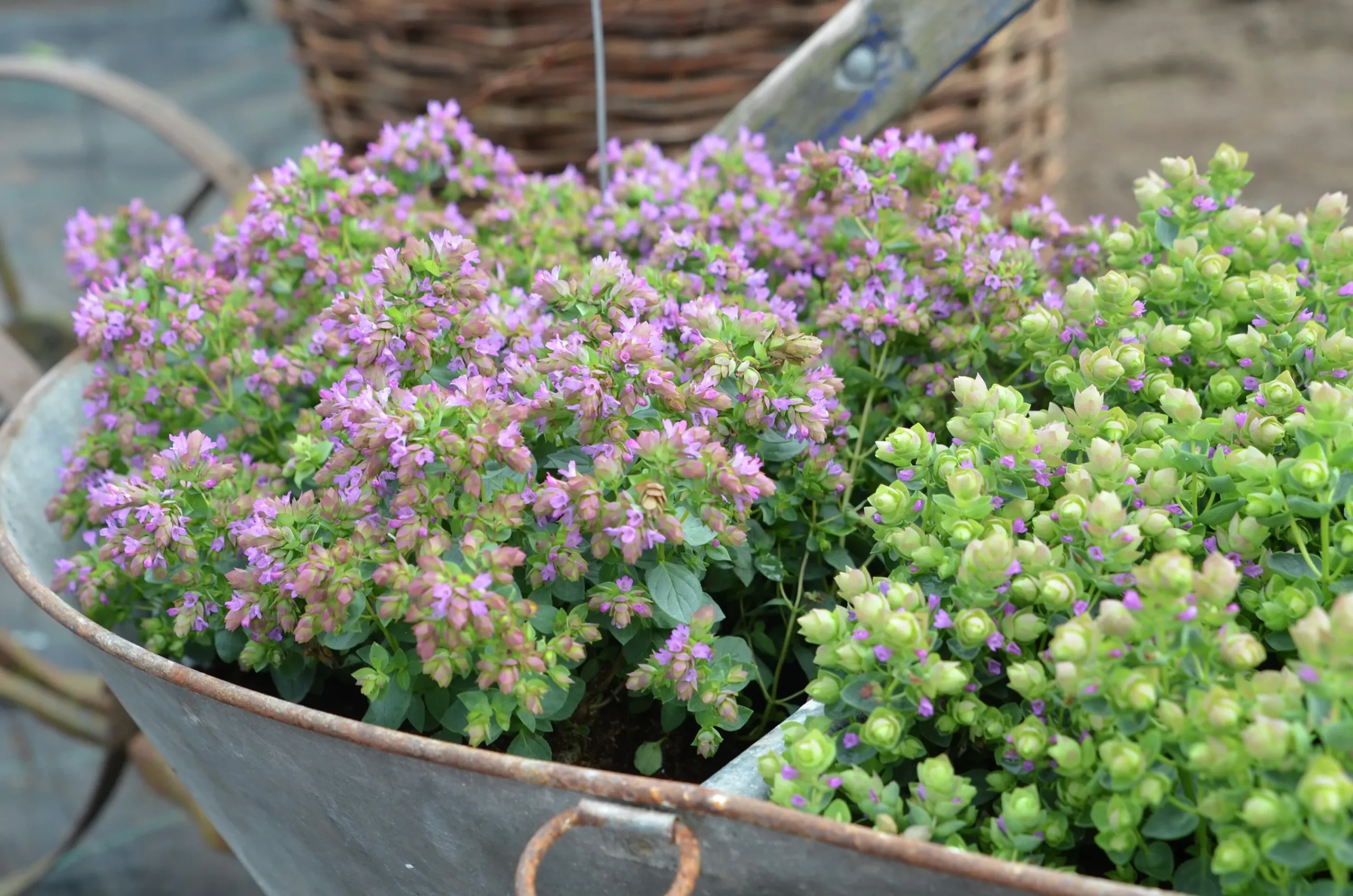 Blomsteroregano Deco 'Pink Purple' i 12cm kruka>Mäster Grön Online