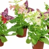 Blomstertobak lat. Nicotiana x sanderae>Mäster Grön Discount