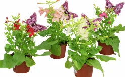 Blomstertobak lat. Nicotiana x sanderae>Mäster Grön Discount