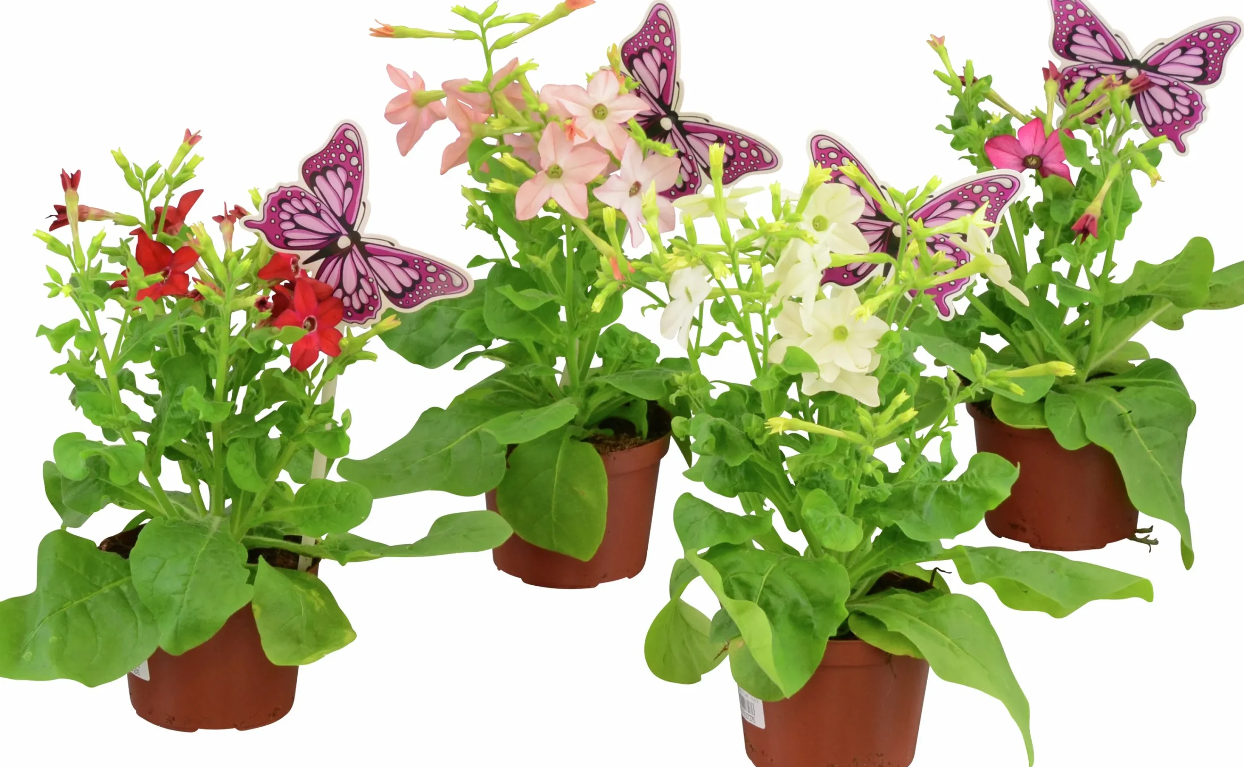 Blomstertobak lat. Nicotiana x sanderae>Mäster Grön Discount