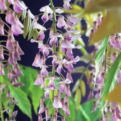 Blåregn Japanskt 'Rosea'>Omnia garden Online