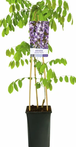 Blåregn Kinesiskt 'Prolific'>Omnia garden Hot
