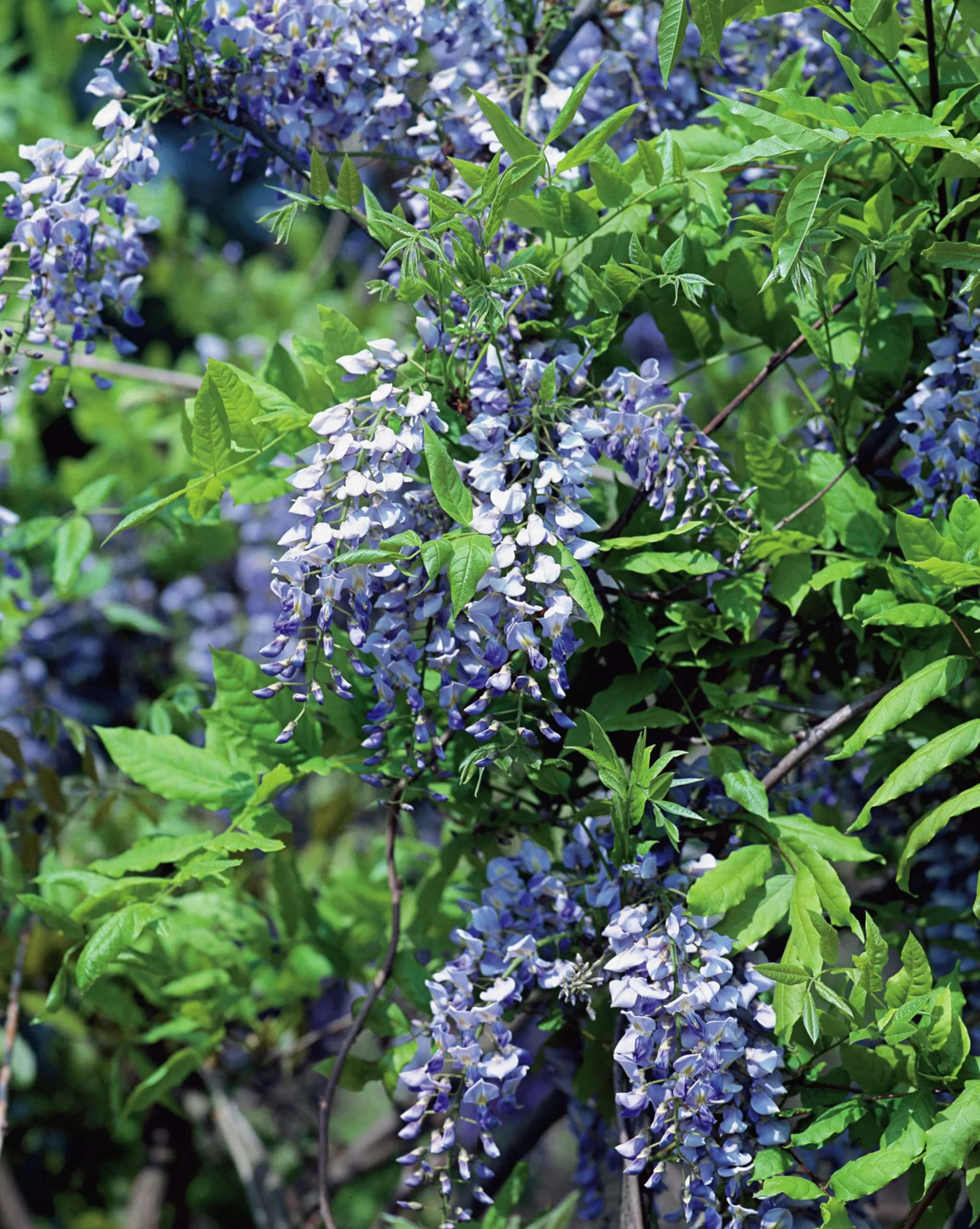 Blåregn Kinesiskt 'Prolific'>Omnia garden Hot