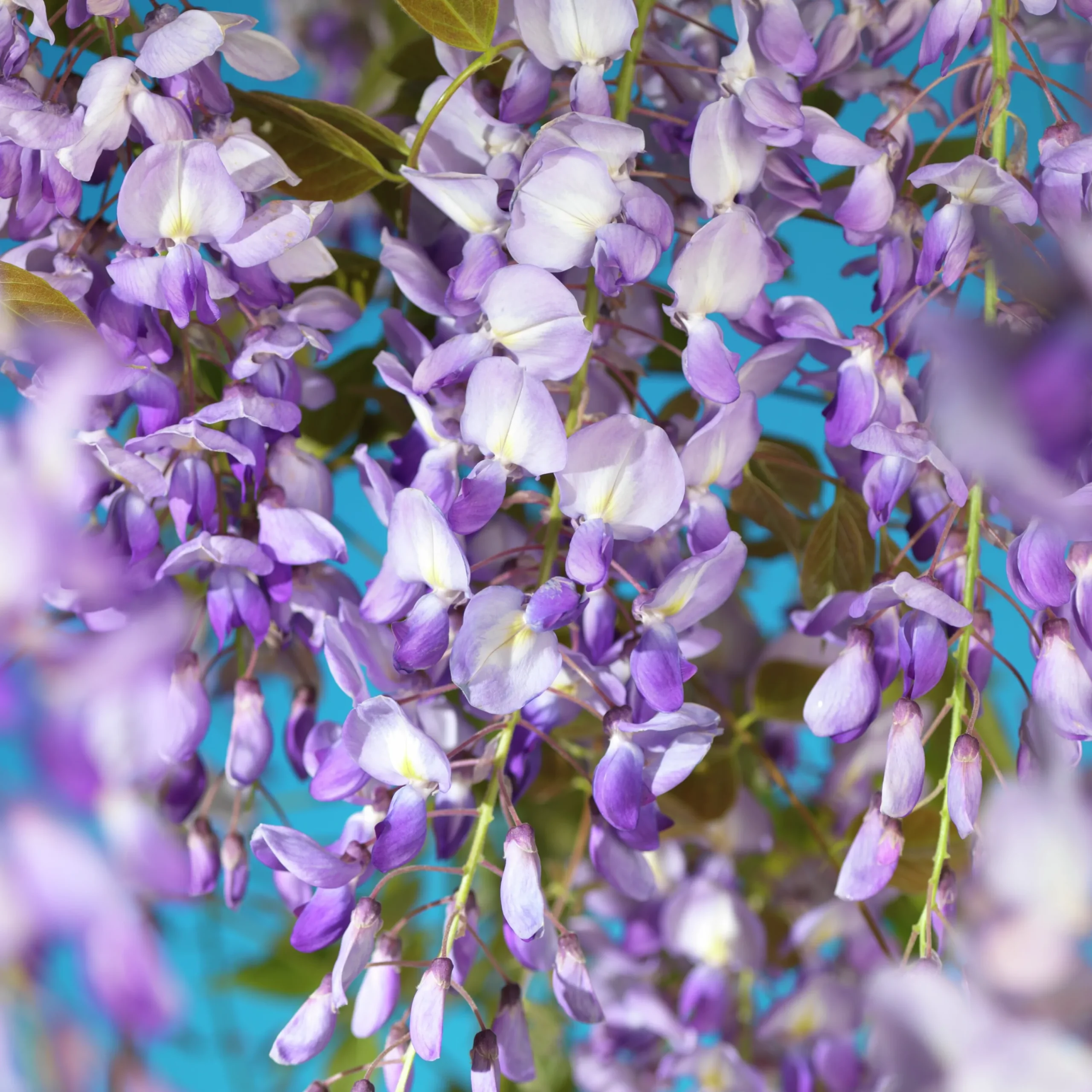 Blåregn Kinesiskt 'Prolific'>Omnia garden Hot