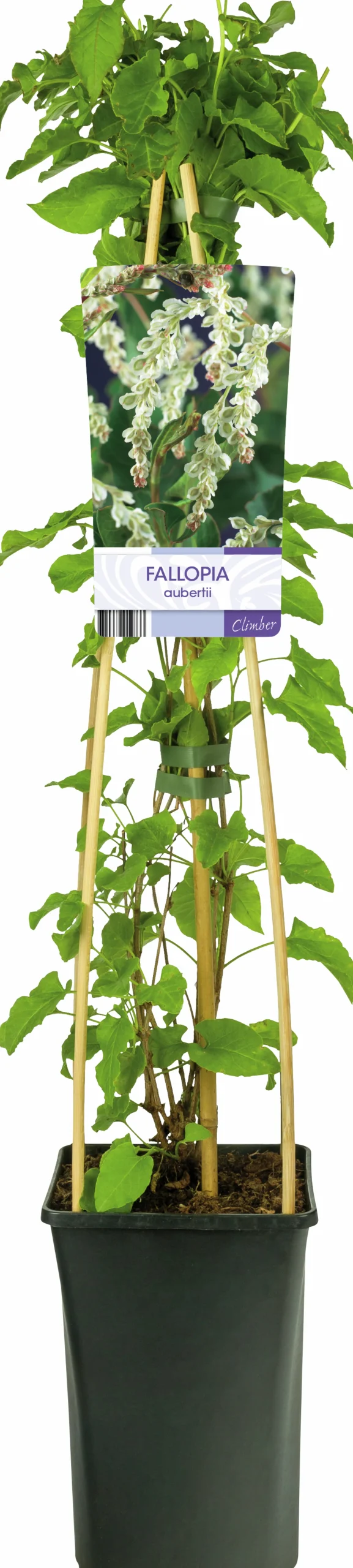 Bokharabinda>Omnia garden Sale