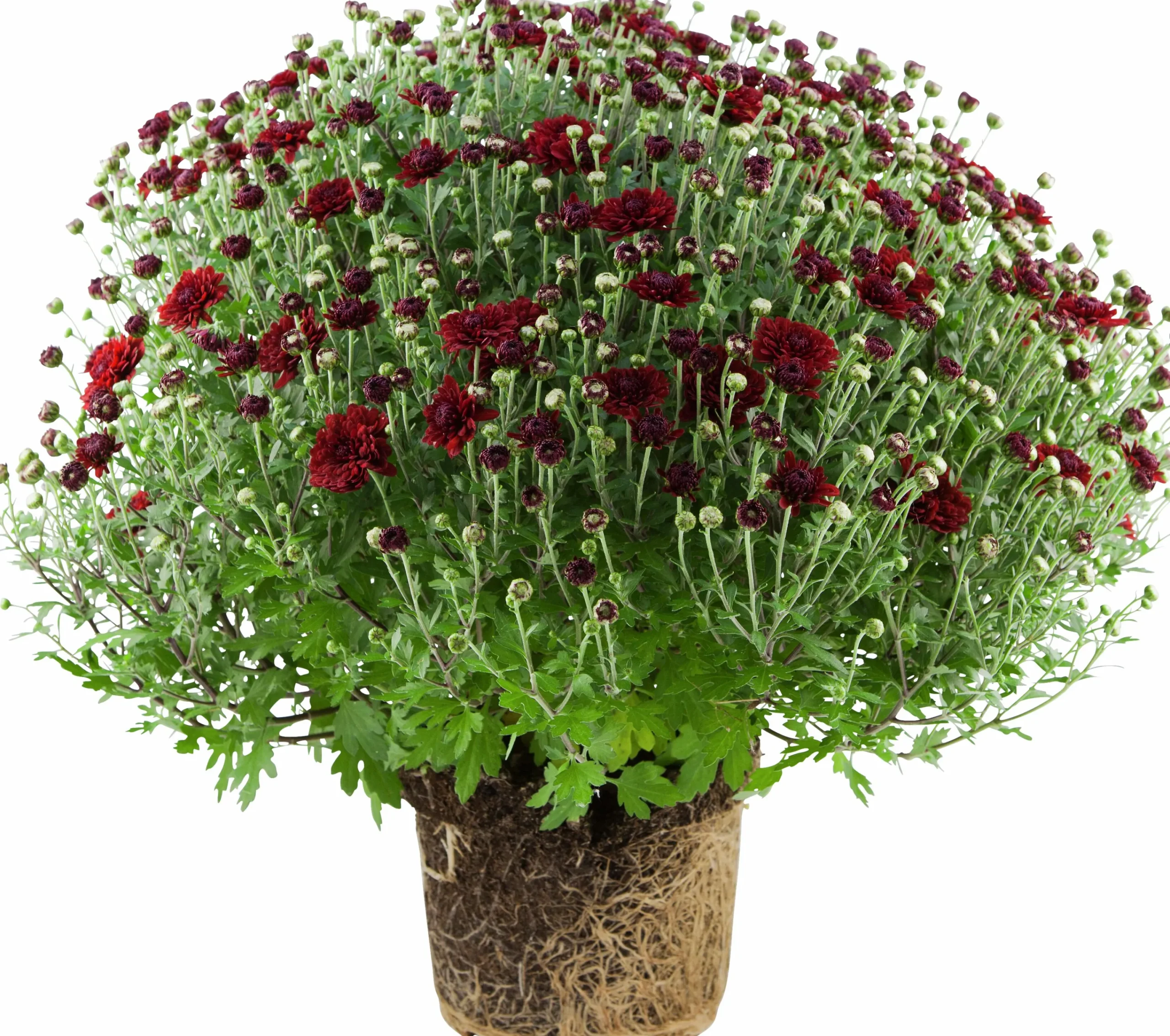 Bollkryss lat. Chrysanthemum x morifolium Mix>Mäster Grön Hot