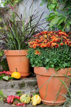 Bollkryss lat. Chrysanthemum x morifolium Mix>Mäster Grön Hot