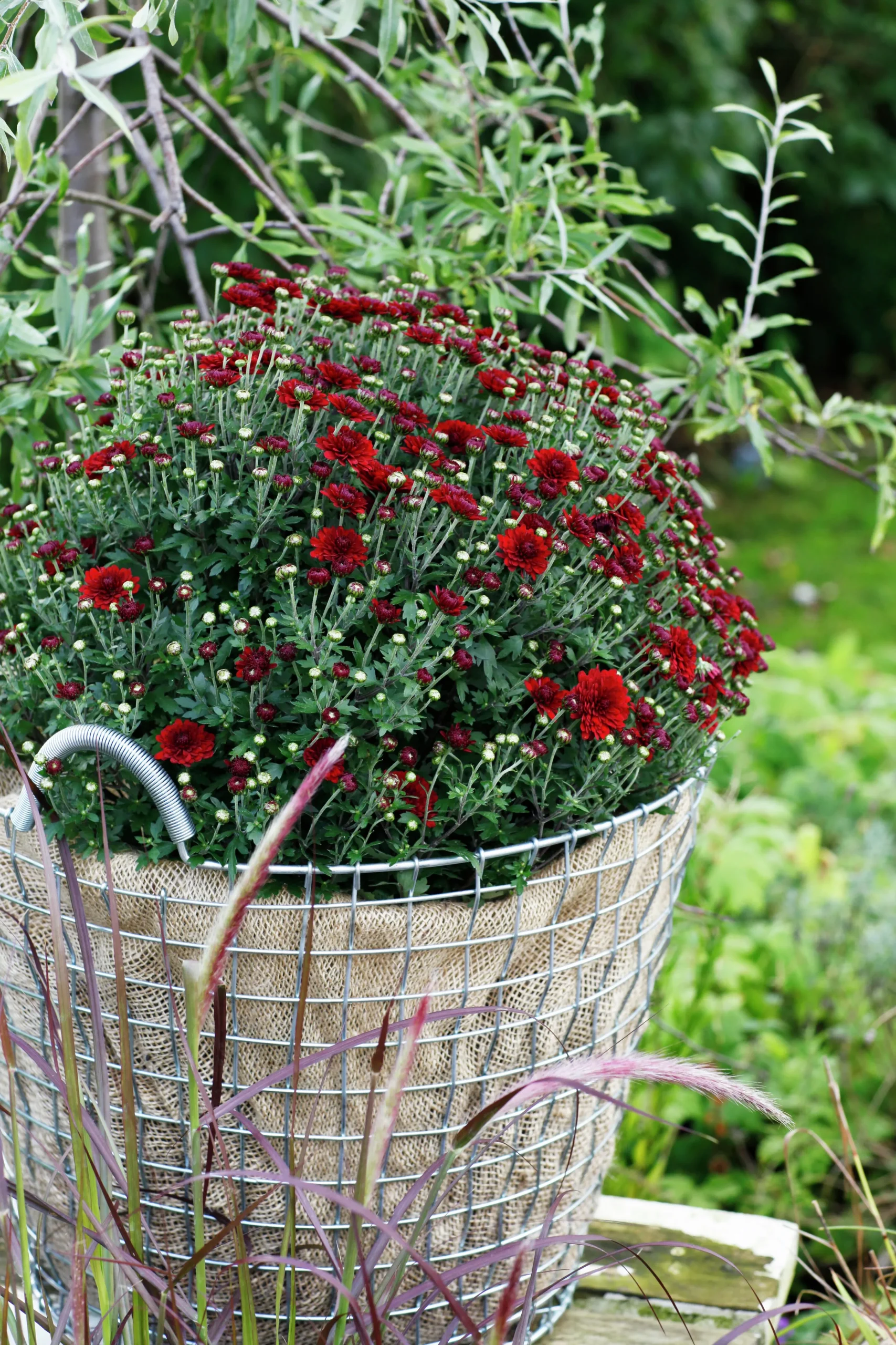 Bollkryss lat. Chrysanthemum x morifolium Mix>Mäster Grön Hot