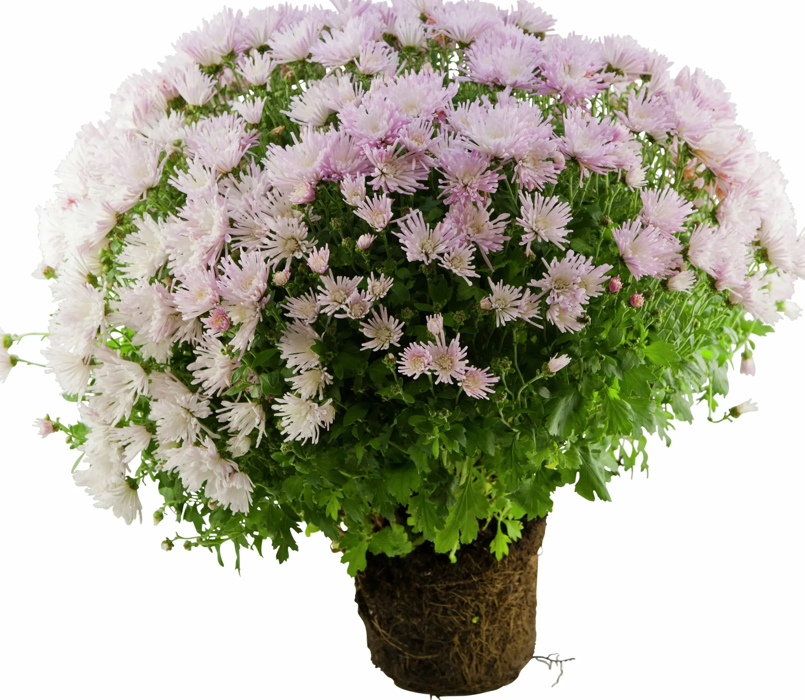 Bollkryss lat. Chrysanthemum x morifolium Mix>Mäster Grön Hot