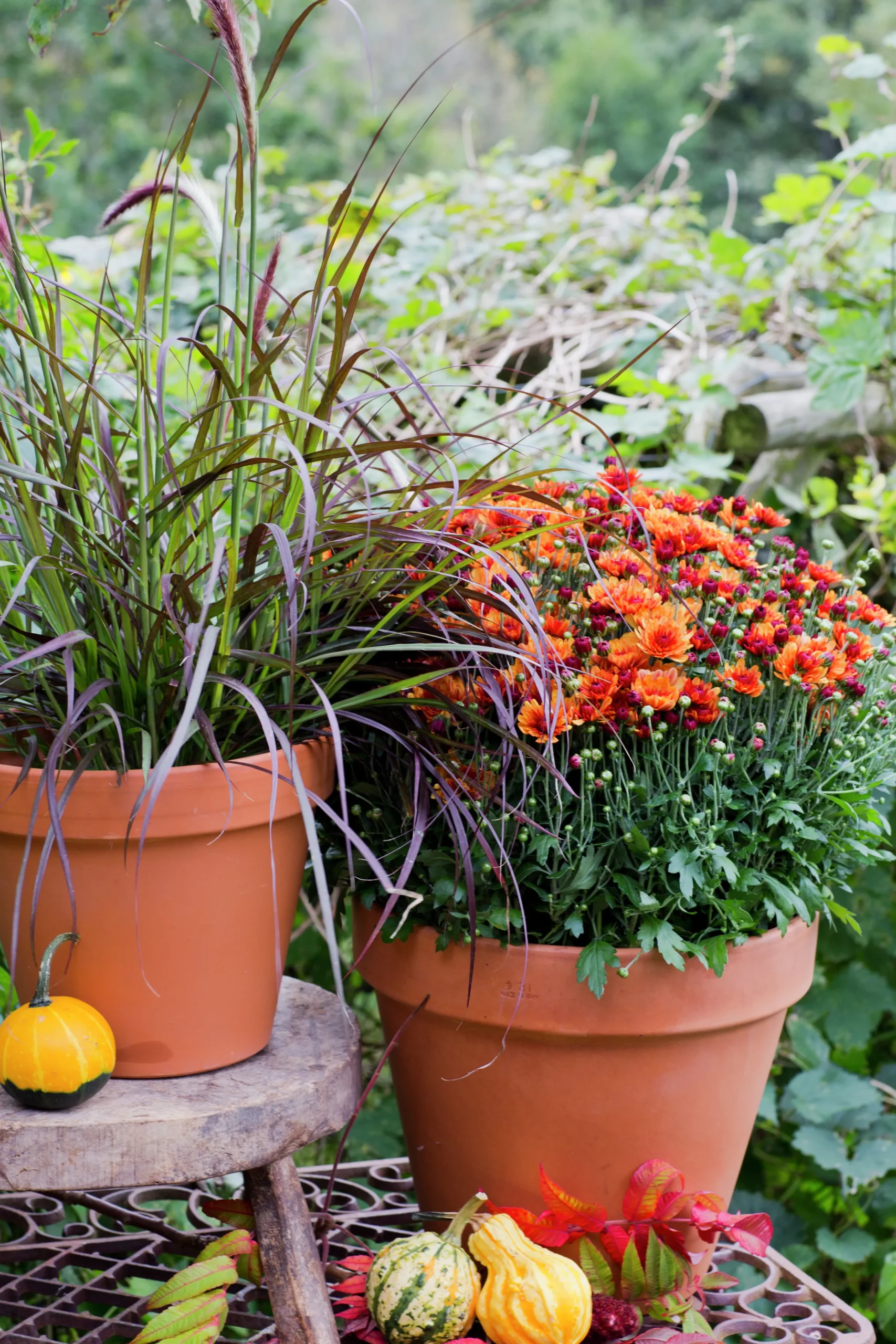 Bollkryss lat. Chrysanthemum x morifolium Mix>Mäster Grön Hot