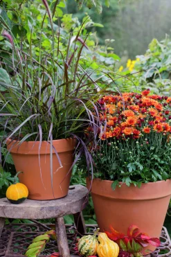 Bollkryss lat. Chrysanthemum x morifolium Mix><noscript><img width=