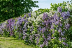 Bondsyrén 30-50cm Barrotad>Omnia garden Discount