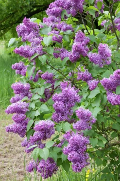 Bondsyrén D:9-11cm Krukodlad>Omnia garden Clearance
