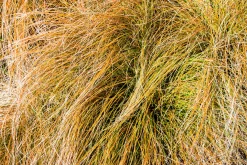 Brandstarr 'Prairie Fire' 2L>Omnia garden Discount