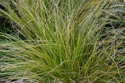 Brandstarr 'Prairie Fire' 2L><noscript><img width=