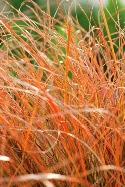 Brandstarr 'Prairie Fire' 2L><noscript><img width=