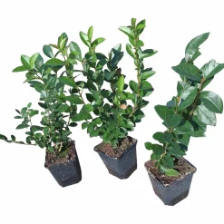 Bredbladig liguster Krukodlad>Omnia garden Hot