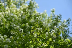 Bärhäggmispel Barrotad><noscript><img width=