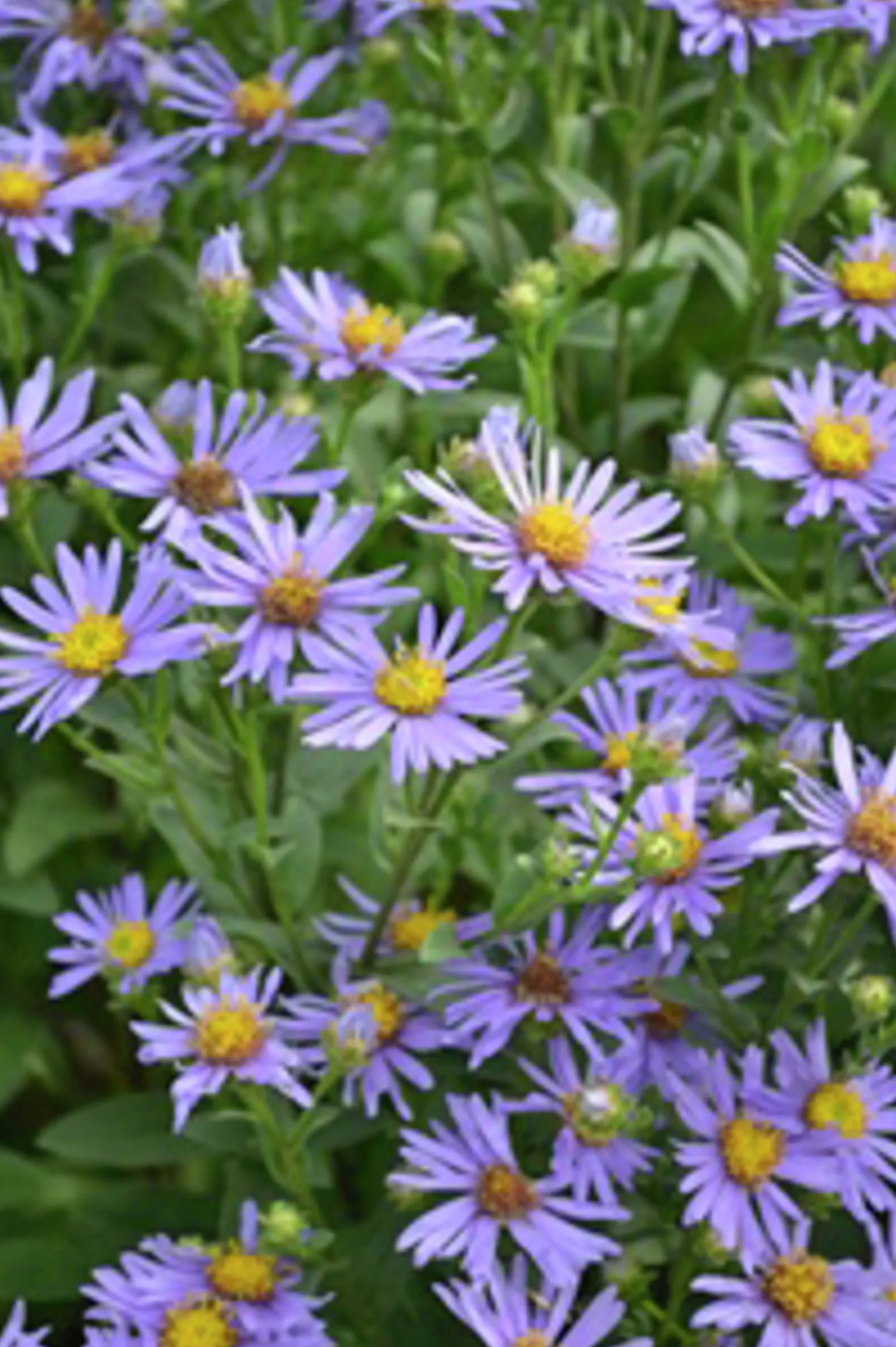 Brittsommaraster 'Axel Tallner'>Omnia garden Best