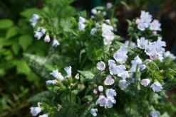 Brokbladig lungört 'Ocupol'>Omnia garden