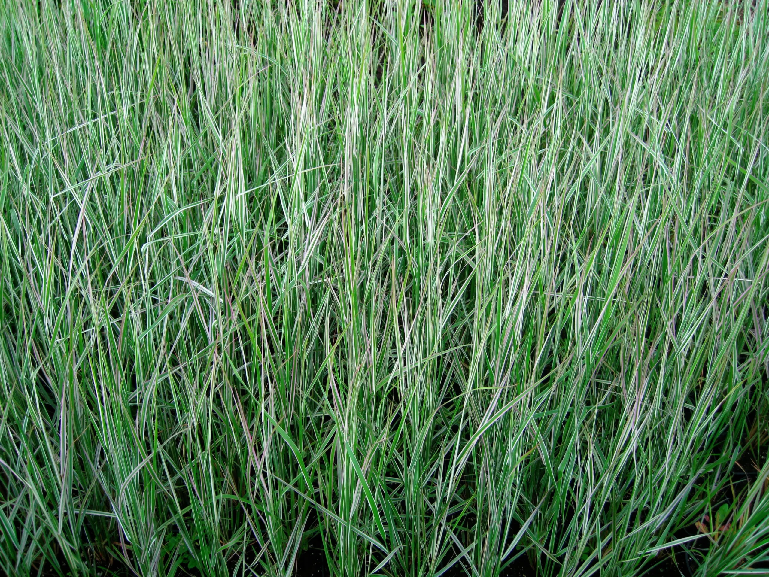 Brokbladigt Tuvrör 'Overdam' 2L>Omnia garden Outlet