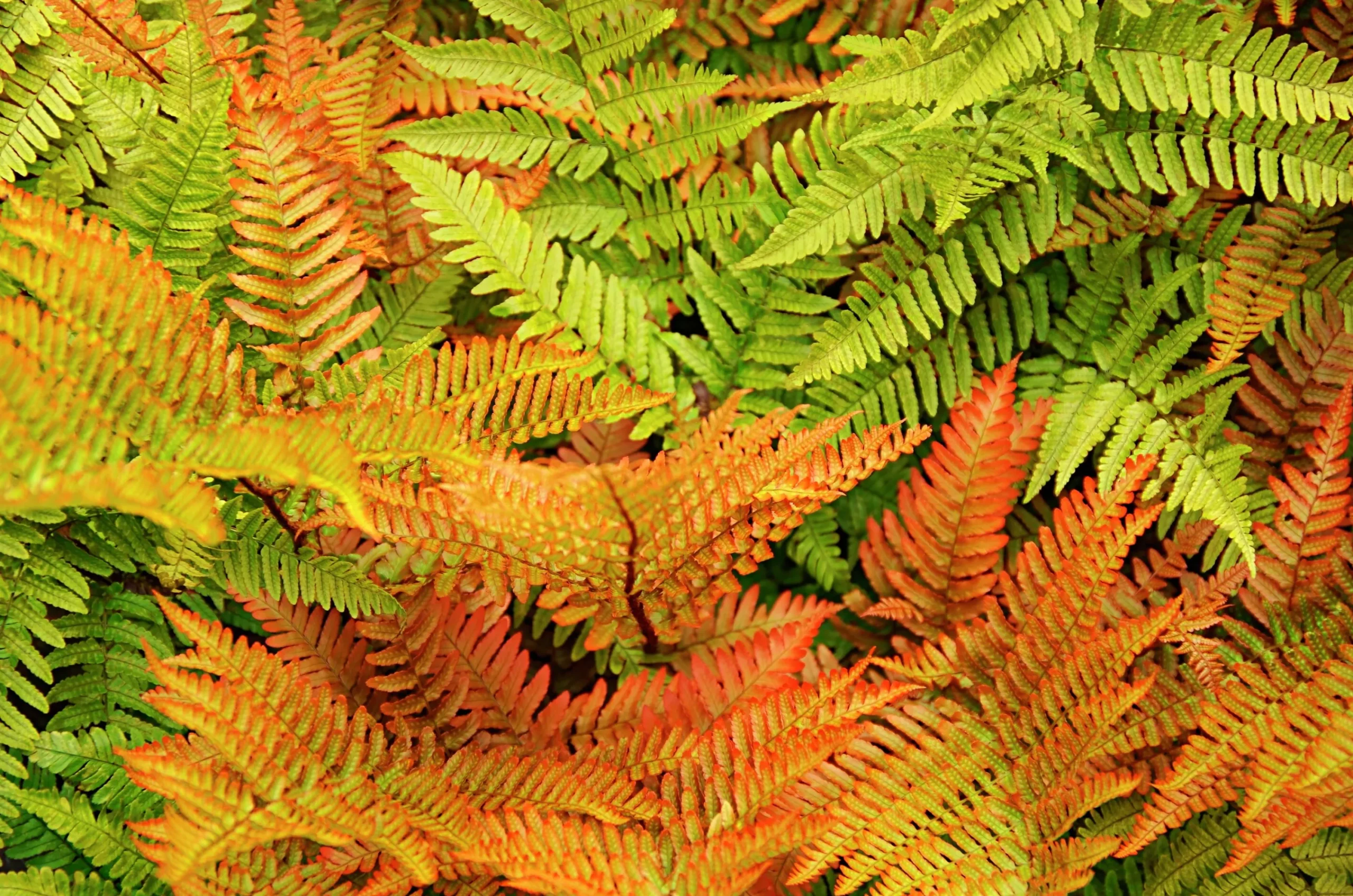 Bronsbräken>Omnia garden Online