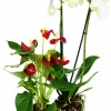 Brudorkidé lat. Phalaenopsis spp.>Mäster Grön