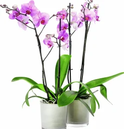 Brudorkidé lat. Phalaenopsis spp.>Mäster Grön
