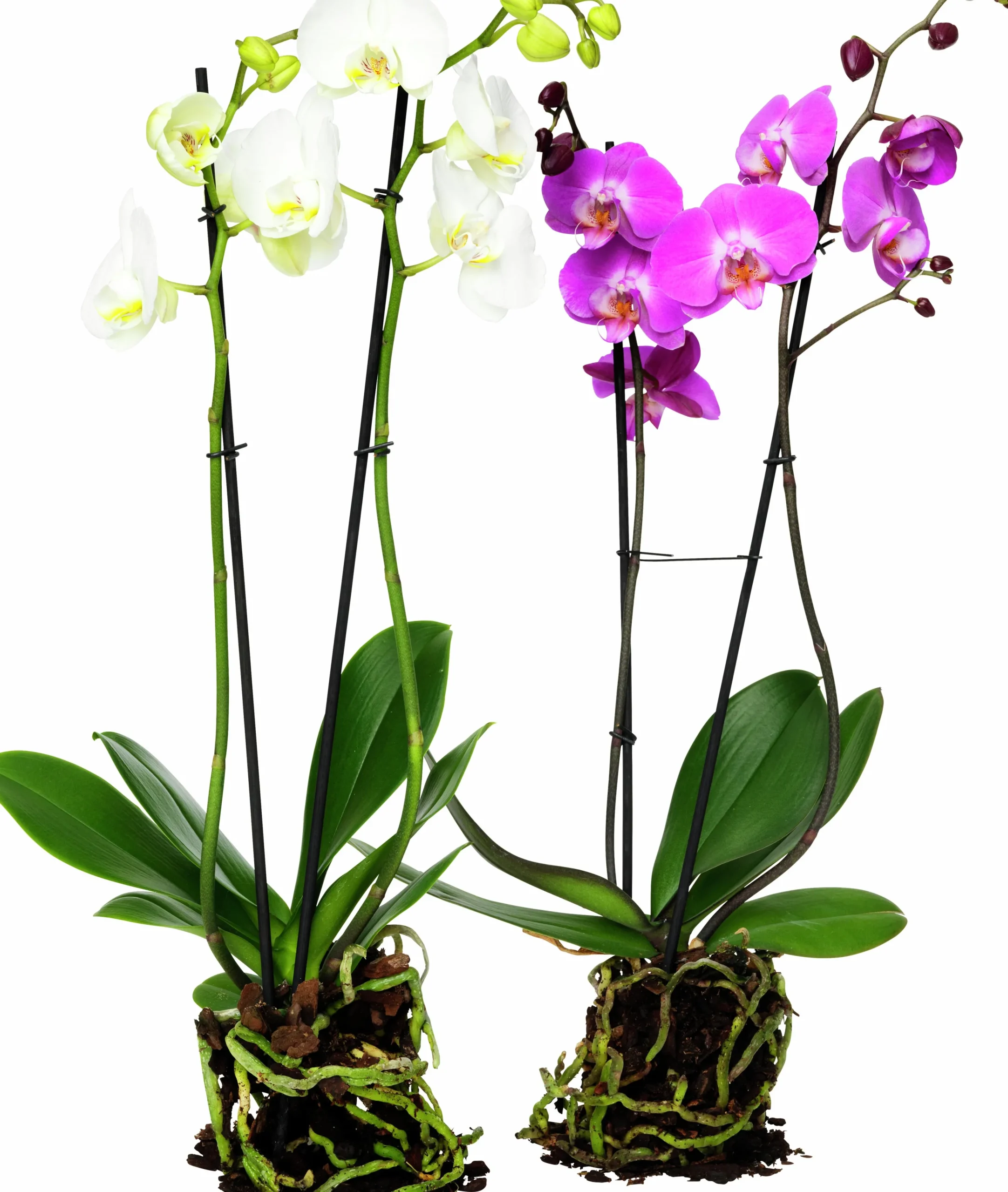 Brudorkidé lat. Phalaenopsis spp.>Mäster Grön