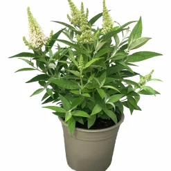 Buddleja Butterfly Candies Mix>Mäster Grön Best