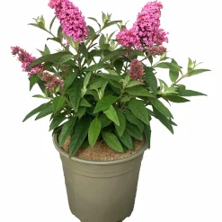 Buddleja Butterfly Candies Mix><noscript><img width=