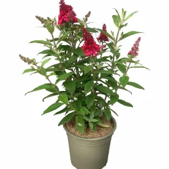 Buddleja Butterfly Candies Mix><noscript><img width=