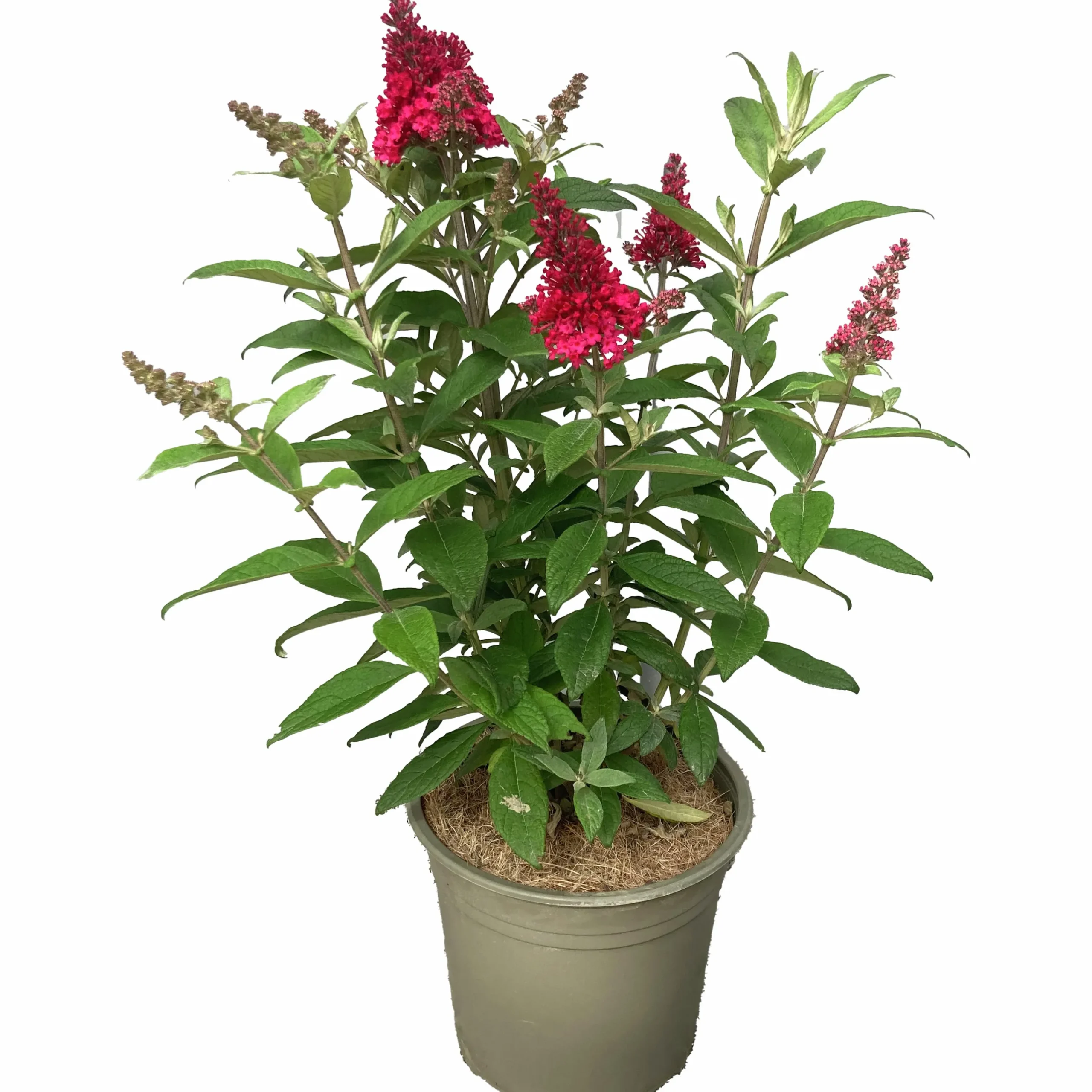 Buddleja Butterfly Candies Mix>Mäster Grön Best