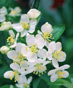 Bukettapel 'Sargentii' Barrotad>Omnia garden Best