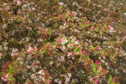 Bukettapel 'Sargentii' Barrotad>Omnia garden Best