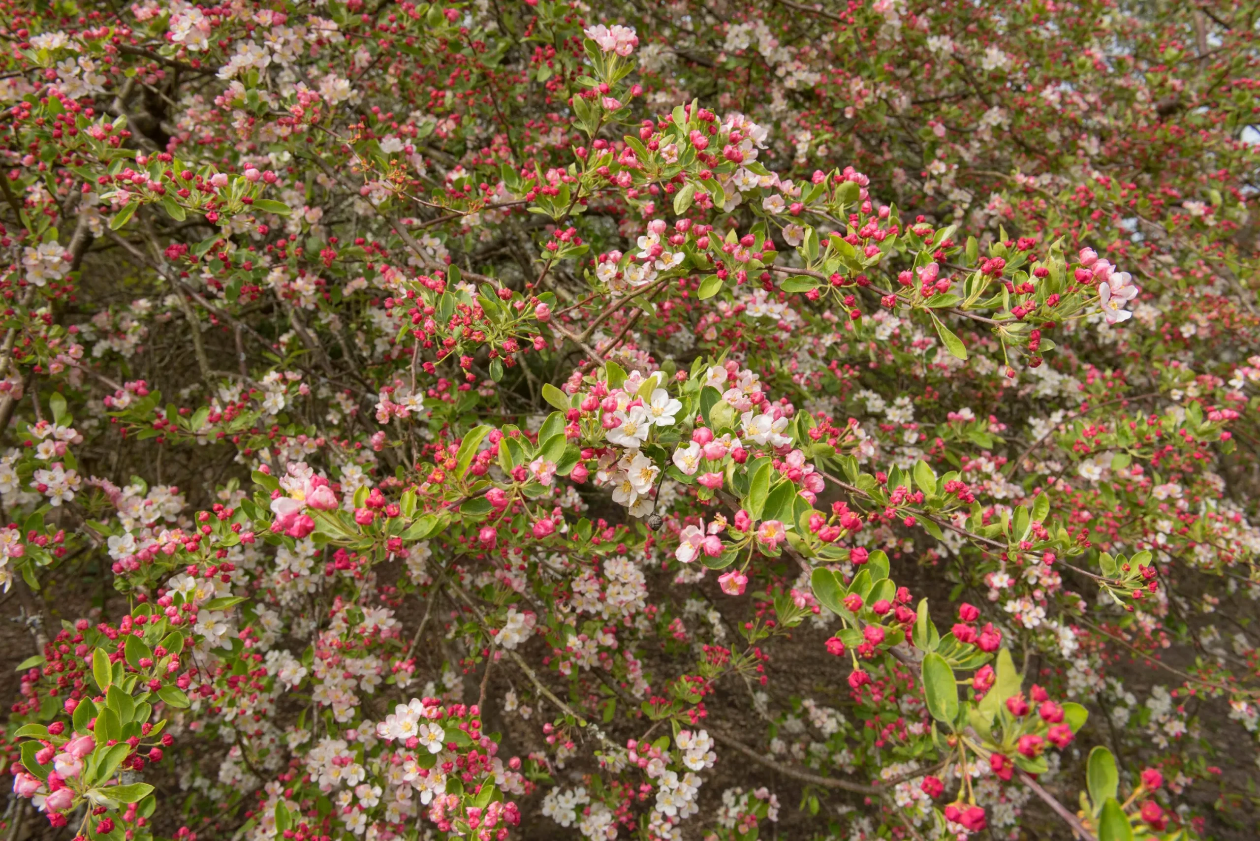 Bukettapel 'Sargentii' Barrotad>Omnia garden Best