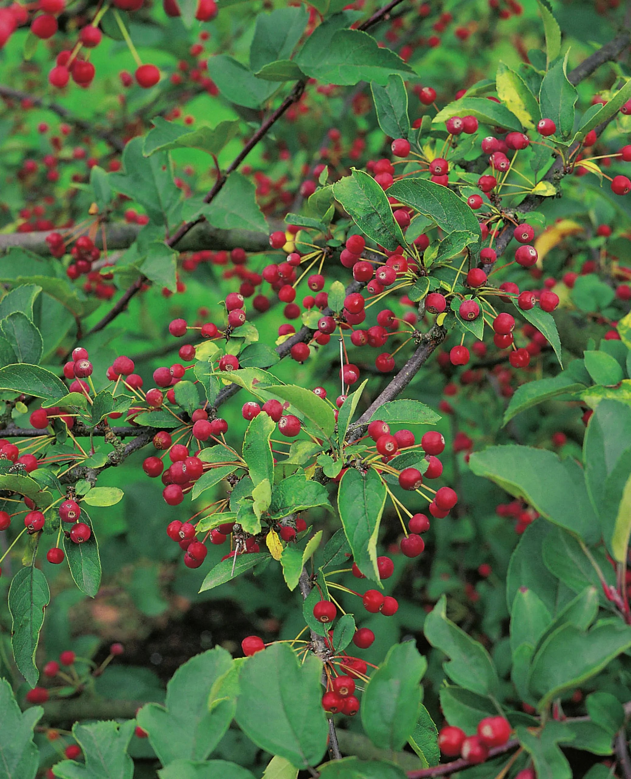 Bukettapel 'Sargentii' Barrotad>Omnia garden Best