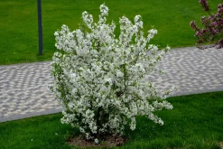 Bukettapel 'Sargentii' D:9-11cm Krukodlad><noscript><img width=