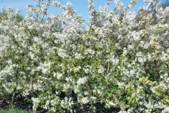 Bukettapel 'Sargentii' D:9-11cm Krukodlad><noscript><img width=
