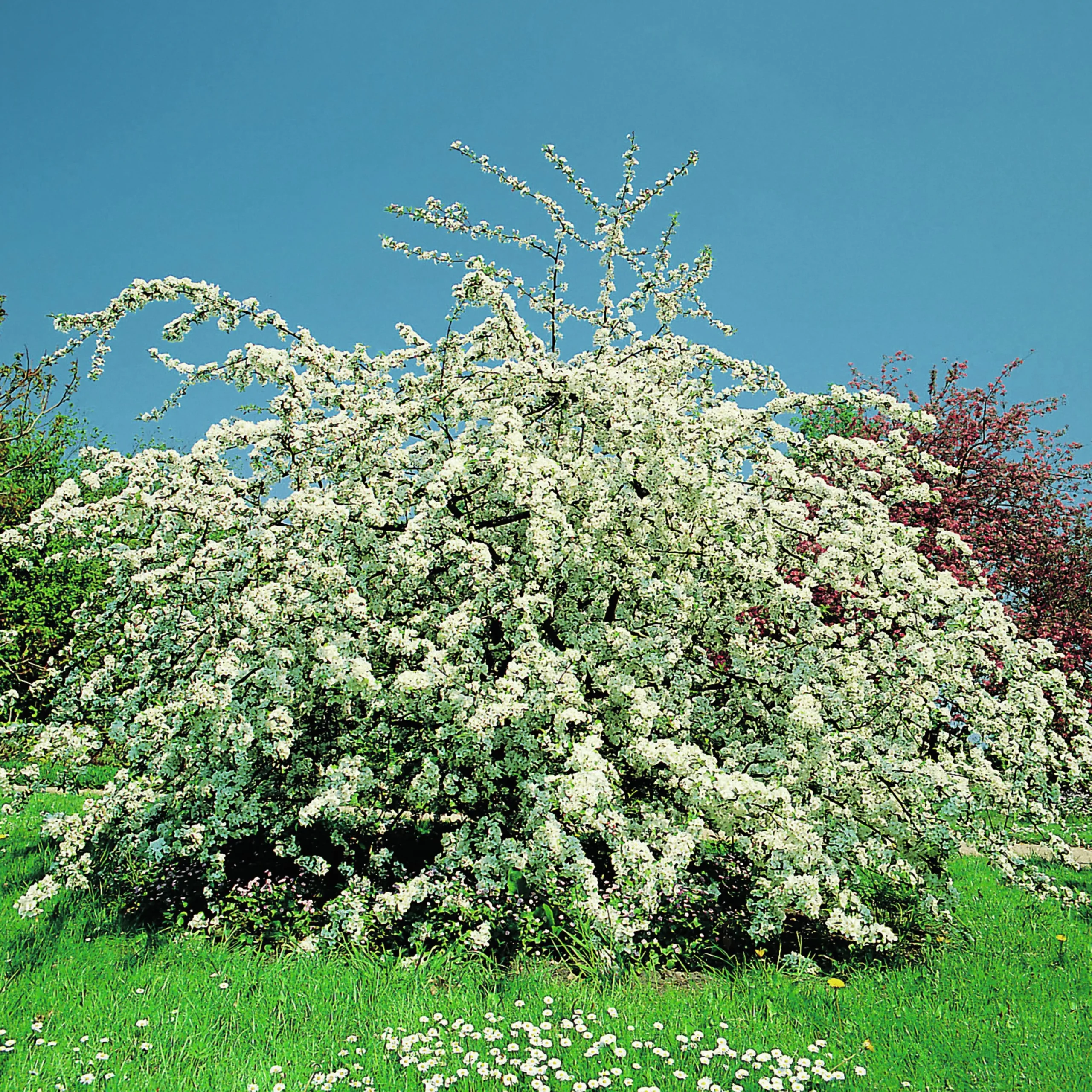 Bukettapel 'Sargentii' Krukodlad>Omnia garden