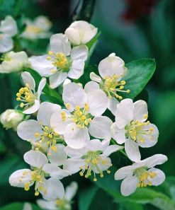 Bukettapel 'Sargentii' Krukodlad>Omnia garden