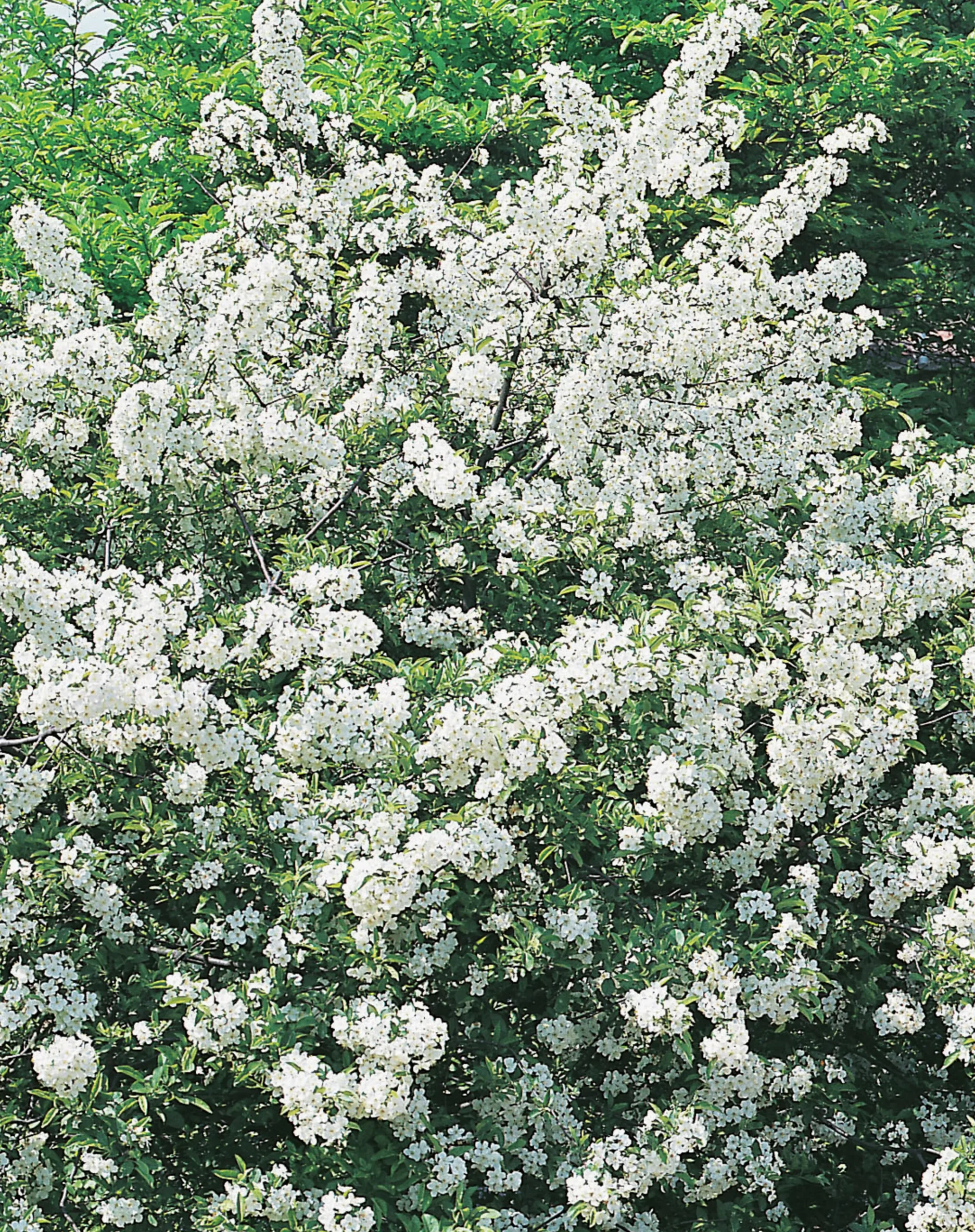 Bukettapel 'Sargentii' Krukodlad>Omnia garden